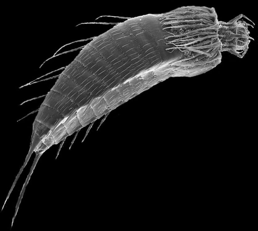 Представитель Семейства Dracoderidae